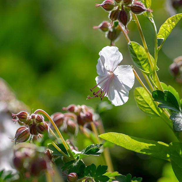 3 x Geranium Cant Biokovo details