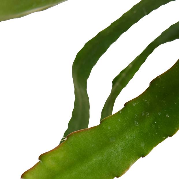 Epiphyllum Rød Spids details