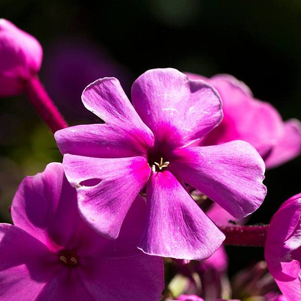 3 x Phlox paniculata 'Laura' details