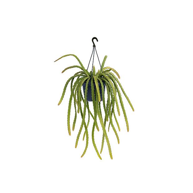 Rhipsalis Monacantha