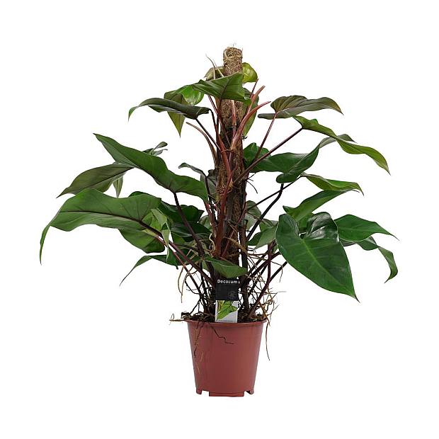 Emerald Rød Philodendron details