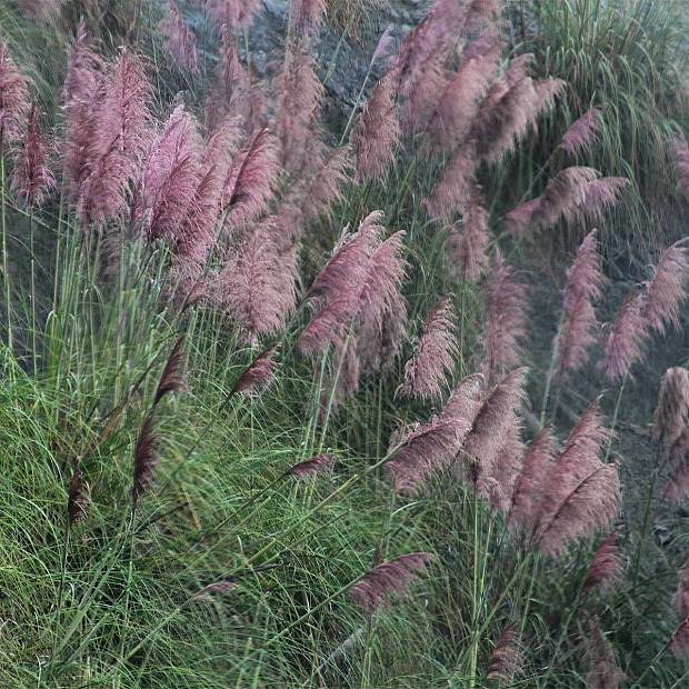 3 x Herbe de Pampas Rose details