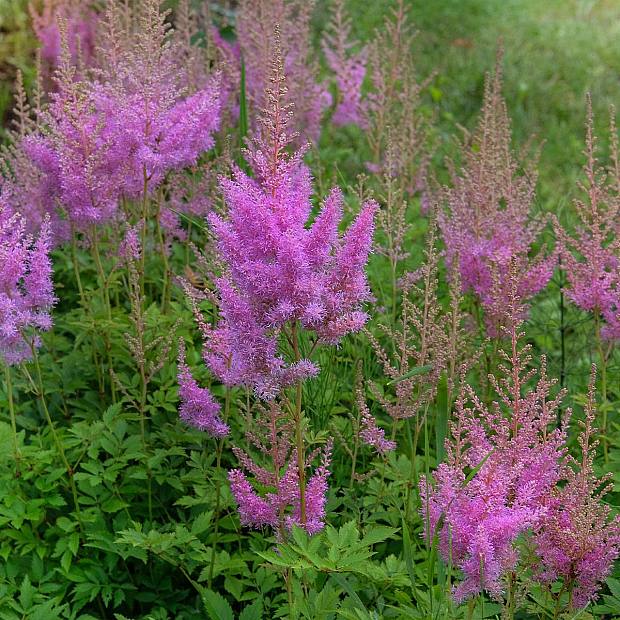 3 X Astilbe Pumila details