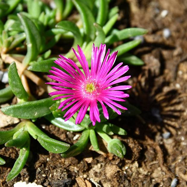 3 x Delosperma cooperi details