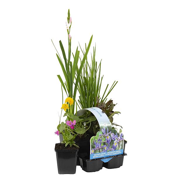 6 Plantes à Fleurs pour Bassin