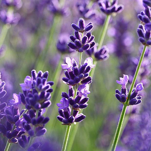 Delicia de Lavanda