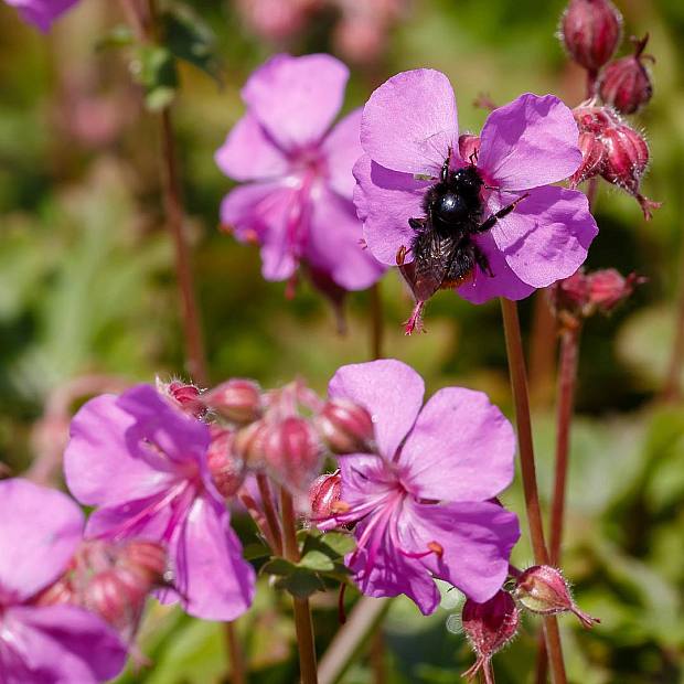 3 x Geranium Cant Cambridge