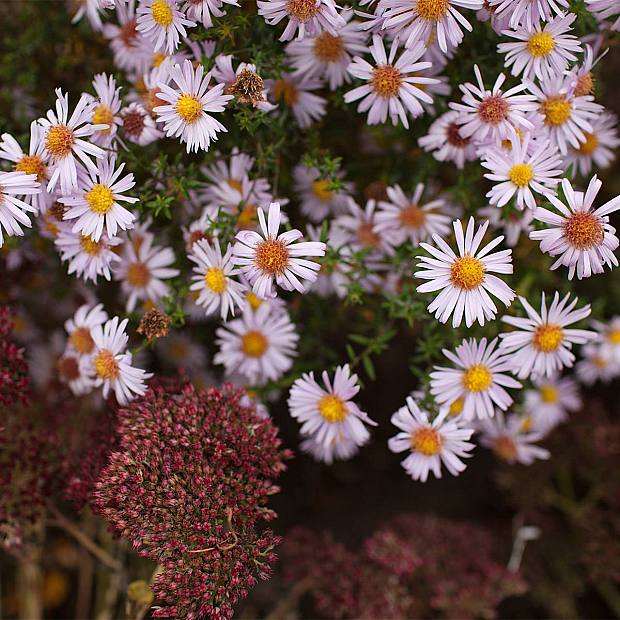 3 x Apollo Aster details