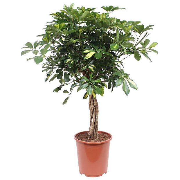 Schefflera Gold Capella details