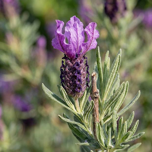 Lavandula Anouk details