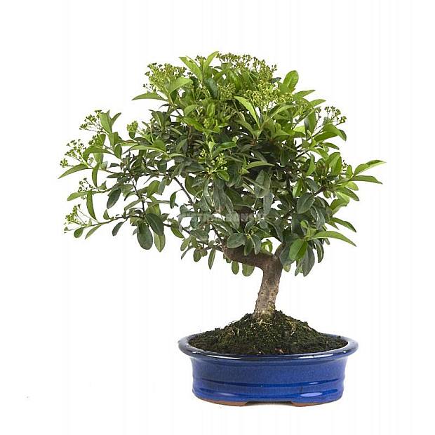 Bonsái Pyracantha coccinea 10 años