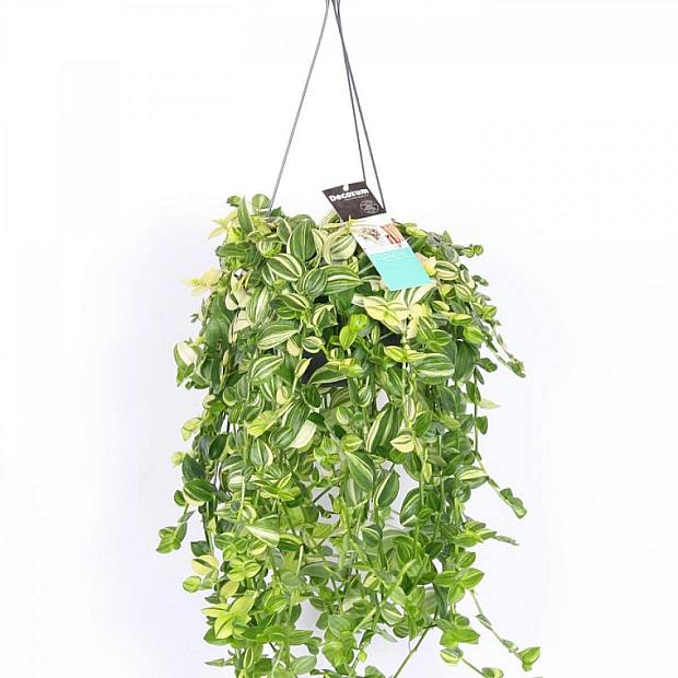 Tradescantia Yellow Hill P17 details