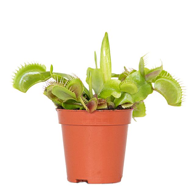 Venus Atrapamoscas details