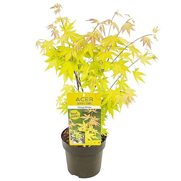 Acer Orange Dream
