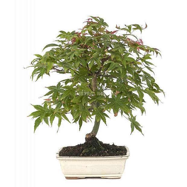 Bonsái Acer palmatum deshojo 13 años