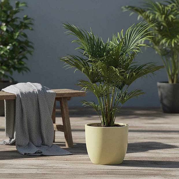 Trachycarpus Fortunei