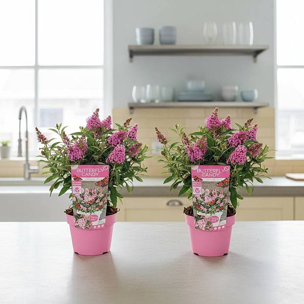 Duo de Buddleja Rosa