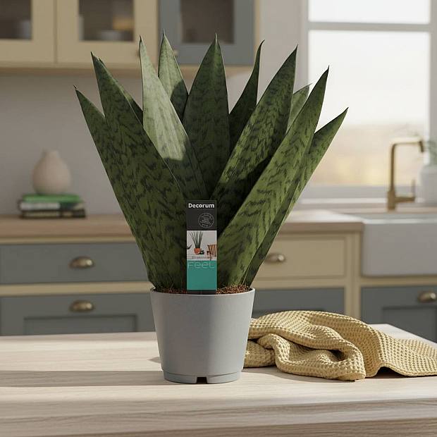 Sansevieria Zeylanica