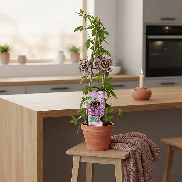 Passiflora Purple Haze