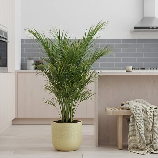 Washingtonia robusta