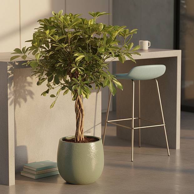 Schefflera Gold Capella