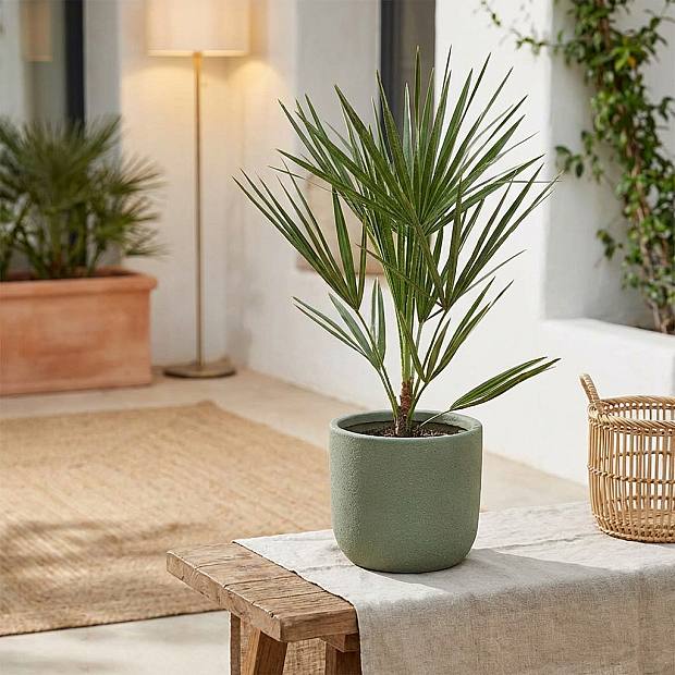 Palma Chamaerops humilis