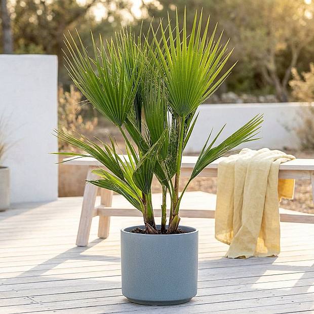 Washingtonia robusta