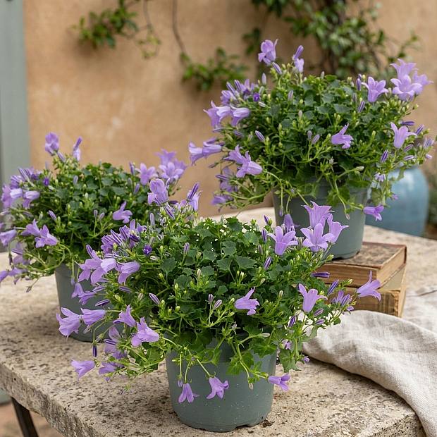 Trio Campanula Ambell