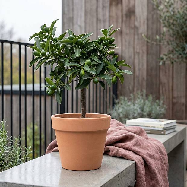 Kumquat Cítrico