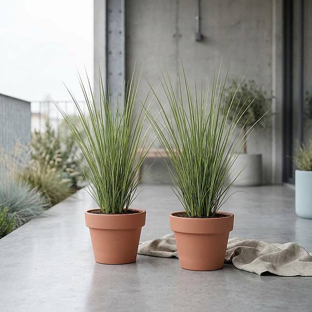 Cortaderia Pumila Duo