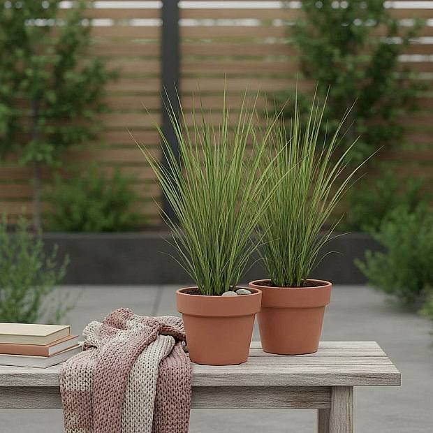 Cortaderia Pumila Duo