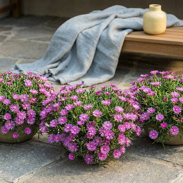 3 x Delosperma cooperi