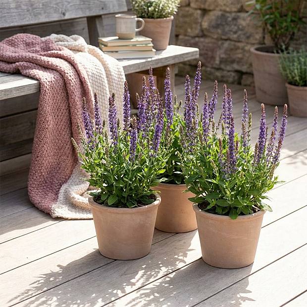 3 x Salvia nemorosa 'Ostfriesland'