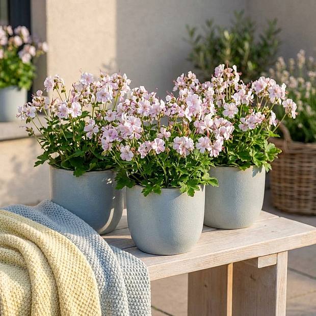 3 x Geranium Cant Biokovo