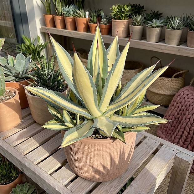 Agave Americana Mediopicta