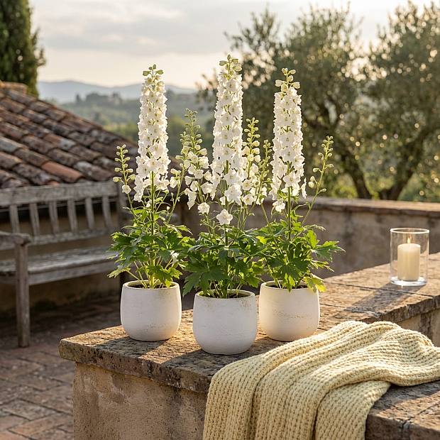 3 x Vit Delphinium