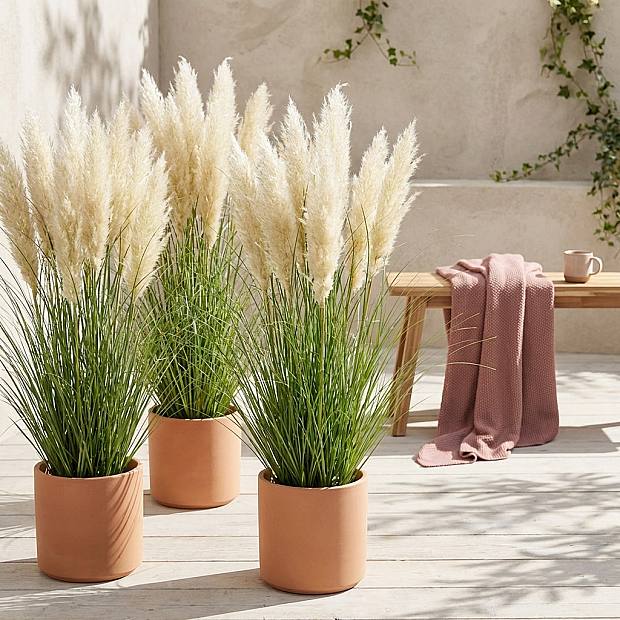 3 x Herbe à Plume Blanche