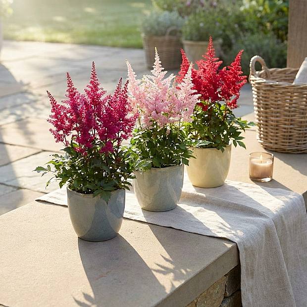 3 X Astilbe 'Fanal'