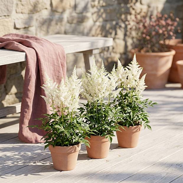 3 X Weiße Astilbe