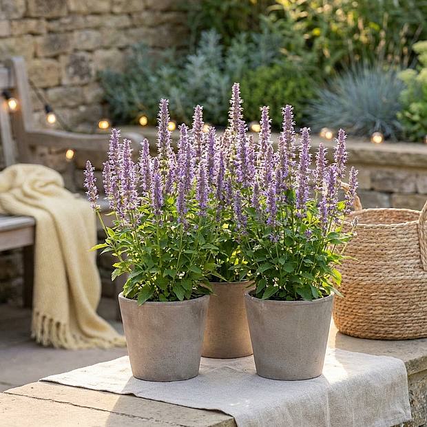3 x Blå Lycka Agastache