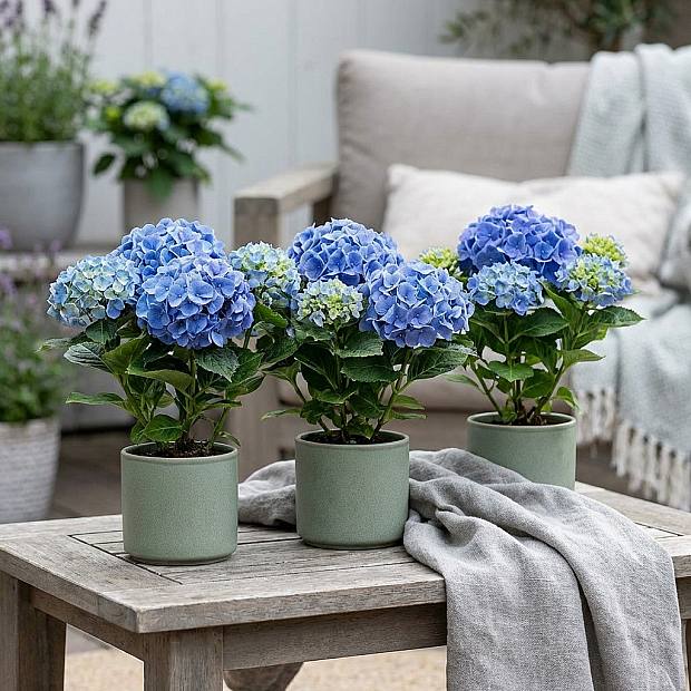 Trio Hortensie Early Blue
