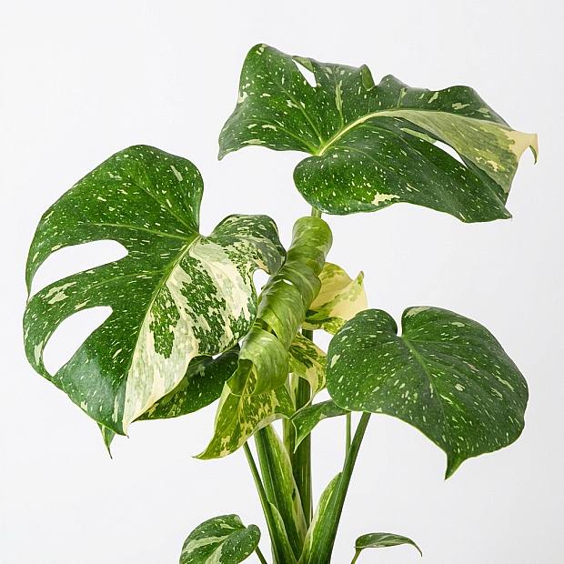 Monstera Thai Constellation details