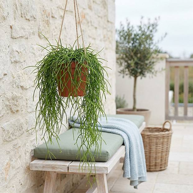 Rhipsalis Cashero
