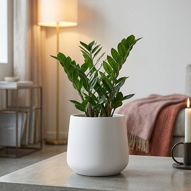 Pot Ambre - M/17cm details