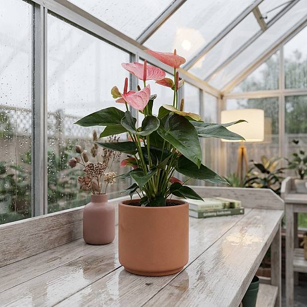 Anthurium Sogno Dolce