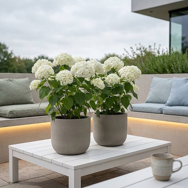 Duo Hortensia Forte Annabelle