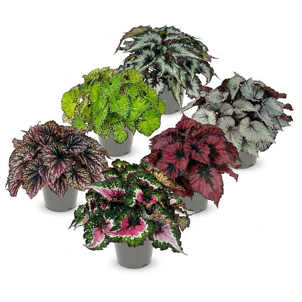 6 Begonia Beleaf set details