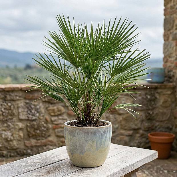 Palma Chamaerops humilis