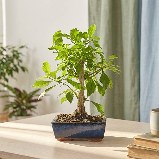 Bonsái Durantha repens 5 años