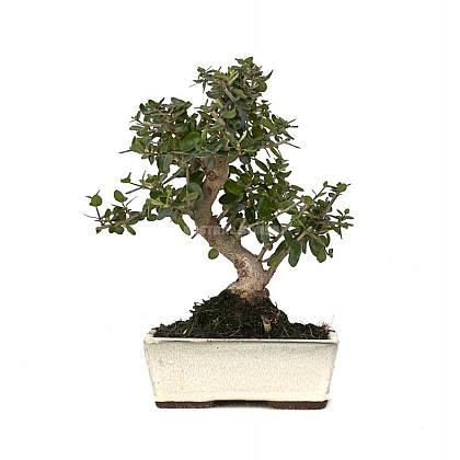 Olea europaea sylvestris